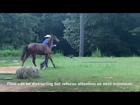 Yearling In-Hand Trail Class