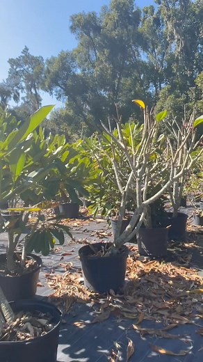 5K views · 89 reactions | Plumeria flowers changing colors! | Southern Blooms LLC | Facebook