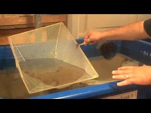 Santa Monica Pier Aquarium: New Angel Shark