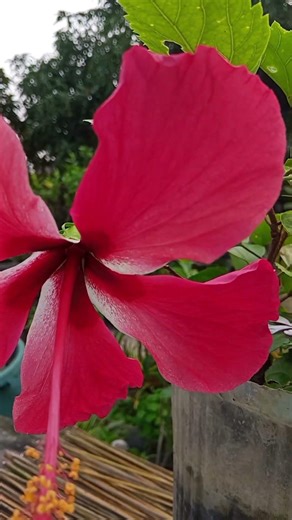 কত সুন্দর জবা। #viral #greenrooftop