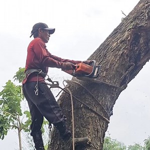149K views · 965 reactions | A skill man cutting a big tree stand cover the riv,er | johnnyringer | Facebook