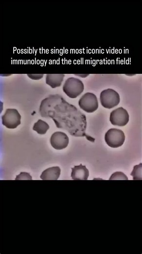 TheBioCosmos on Instagram: "Have you seen this fantastic and iconic video of a neutrophil chasing a bacterium? I bet you have. You probably haven't taken an immunology or a cell migration class if you haven't shown this video! The video serves a fantastic introduction to how cells migrates and also demonstrates the effect of chemoattractants on steering a cell's direction. This is how immune cells "know" where to find the injury in your body, where the pathogens, and where dying cells are, all t