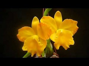 Potinara Free spirit ''Eric'' HCC/AOS