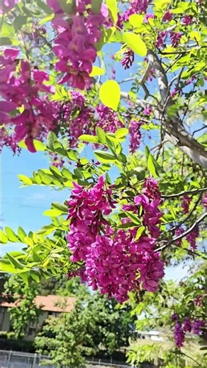 Purple Robe Locust Tree.