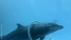 Dolphin plays with a cleaning pipe in the dolphinarium - Close up of Bottlenose Dolphins lies on the bottom in the pool. Underwater shot. Odessa city dolphinarium "Nemo", Ukraine