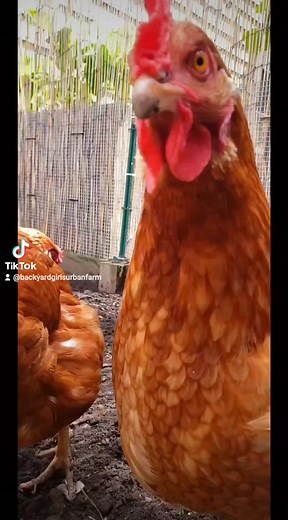 We started this journey with 4 Rhode Island Red chickens in March 2021! ❤️🐔 Hearty layers, but a little feisty with other chickens! 😂 Learning to homestead and raise chickens, we've grown to 25 different breeds! 🥚🐔🐓 #chickens #homestead #farming #eggs #countrylife #nj #urban #urbanfarming #newarknj | The backyard girls urban farm