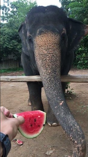 Friendly Asian Elephant Enjoys Watermelon!