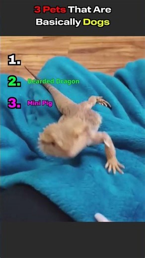 3 Pets That Are Basically Dogs #shorts