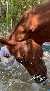 We can all use more of this! A great enrichment exercise to bring the horses into the arena to play and engage with the kids in the water on such a hot day. We are in Naples, Florida and it’s been in the 90s for a couple weeks. X-race horses are funny, kind, and very beautiful. They make great horses for a family. But they can’t be alone. They do need another horse friend and they need somebody knowledgeable to help bring them along. Local rescues and trainers can be a huge source of information
