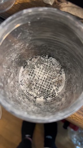 Adorable White Tree Frog - Fun Facts and Care Tips!