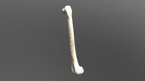 Bird Femur (VCU_3D_2570) - Download Free 3D model by Virtual Curation Lab (@virtualcurationlab)
