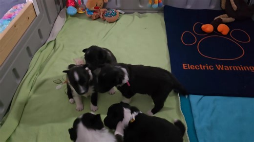 43 reactions · 7 comments | The thriving pups hope everyone had a great weekend. They are having fun  | Sheltie Marvel | Facebook