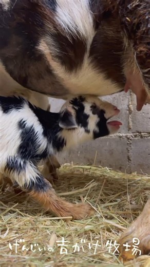 げんじぃの吉がけ牧場 / ヤギ | 生後1時間の赤ちゃんヤギ 可愛い声で鳴いてます😍 #ヤギ #赤ちゃんヤギ #子ヤギ #ヤギの鳴き声 #ヤギの赤ちゃん #動物 #動物の赤ちゃん #goat #やぎすたぐらむ #ヤギスタグラム #goatfarm #goatfarming #kids #animals... | Instagram