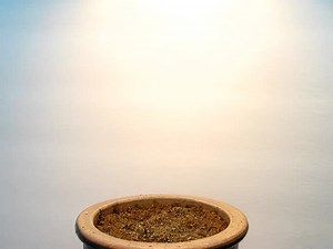 Time Lapse Arabidopsis Thaliana Growing Seed Stock Footage Video (100% Royalty-free) 10118687 | Shutterstock