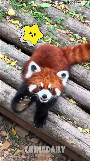 A cute red panda waves hi to you