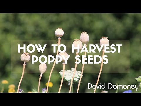 How to harvest poppy seeds with David Domoney