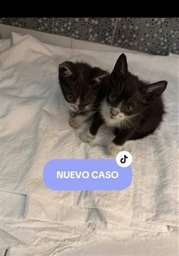 Rescate de Gatitos Abandonados: ¡Ayúdanos a Salvarlos!