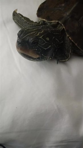 #turtles #blowup #turtle #turtletok #trend