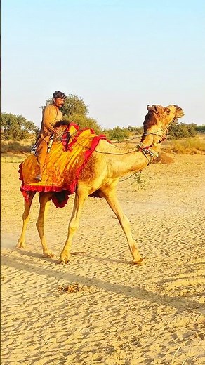 Camel riding in desert #camel #animals #nature #shortvideo #wildlifeshorts #pets #attack #camellife