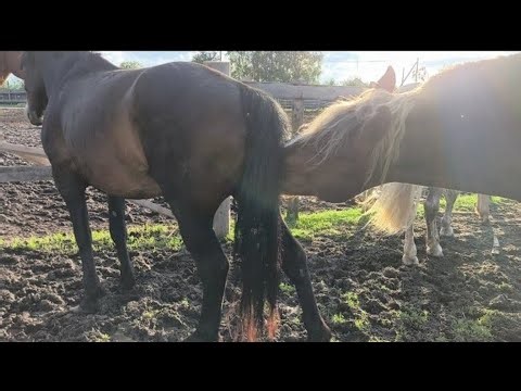 Wild Horse mating Scene at Mongolian Grassland accoppiamento cavalli