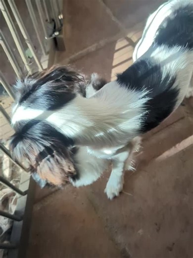 Adopt Angel: The Cuddly Cavalier and Chin Mix