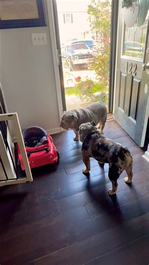 Y’all going to da DOG POUND! 🥴 #bulldog #englishbulldog