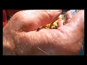 DAYLILY CLEANING & PROCESSING - BY LYNN TREECE