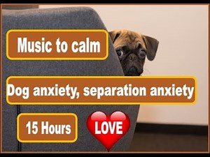 15 Hours Of Music For Puppy and Dog Calming from Anxiety and Separation Anxiety