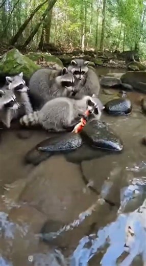 The Day The Forest Stream Went Chaos Due To A Raccoon And A Crab