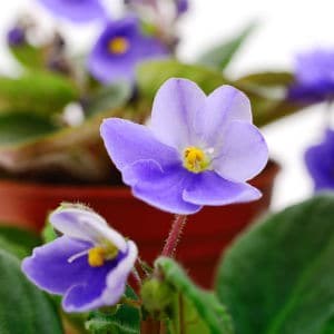 How to Grow African Violets