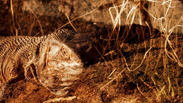 Watch Kings of Pain Season 2 Episode 3 | HISTORY Channel