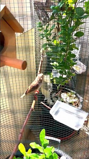 Zebra finch sounds Zebra finch singing Zebra finch female