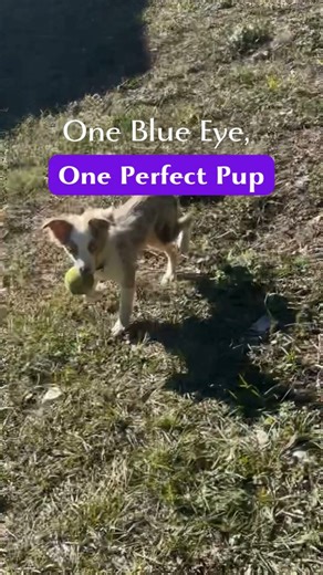 🥁 Meet Arlo 💕 A stunning Toy Australian Shepherd with paperwork, red merle coat & mismatched eyes 🐶 ✨ Calm, cuddly, kid-friendly, with playful zoomies! Not breeding now, just future planning. 👉 Get in touch with him on @petmeetly #PetMeetly #AustralianShepherd #ToyAussie #RedMerle #studdog (Purebred Dog, Ethical Breeding, Dog Lovers, Dog community, Canine Breeding) | Petmeetly