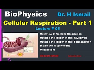 Cellular Respiration | Glycolysis | Citric Acid Cycle | Electron Transport Chain | NADH | Biophysics