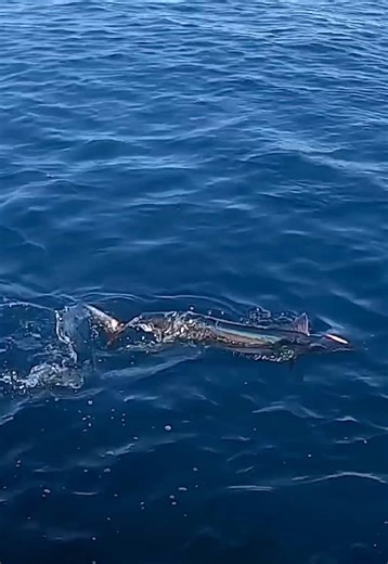 Quando l’aguglia imperiale decide di farsi vedere 🔥💙 #aguglia #pescainmare #fishinglife #pescasportiva #tiktokfishing🎣 @Warco Lures