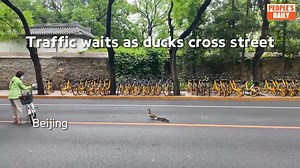 Heartwarming! A bus and a bike rider stop to wait for a mother #duck and her ducklings to cross the street in #Beijing. #TrendinginChina | Xi's Moments
