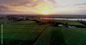 Bundaberg, Queensland / Australia - March 2017- Aerial Flight over Cane Fields at the Bundaberg suburb of Kalkie during Sunset