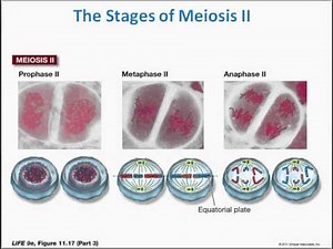 Meiosis