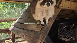 These are some of our Pet Surrender Raccoons. When people know they made a mistake on buying one as a Pet we are here to take them in and give them a Forever. Most likely they give them up 1-2 years old and they have been raised by humans and imprinted on their care taker. At this point releasing to the Wild could be a death sentence. Please make a small Donation when you see our post. Every Dollar Helps us in our Rescue Efforts. Part 1 | Odessa Animal Sanctuary, Inc. 501c3 Non-Profit Organizati