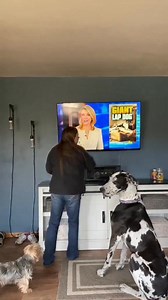 Throwback to the time I was on TV for real #DogTv #GreatDane #BigDog #LapDog | Larry_the_great_dane