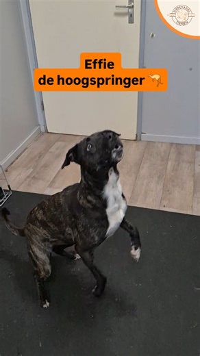 Dierenasiel Tienen on Instagram: "Fun fact 👇 Effie is een echte atlethieker. Ze doet niks liever dan: hoogspringen voor haar favoriete snoepje 🍬 of de krachtpatser uithangen aan een trektouw. 💪 Interesse in Effie? Bekijk haar volledig profiel: https://dierenasiel-tienen.be/dier/effie/."