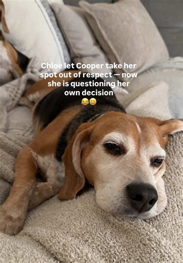 Beagle Regrets: A Humorous Take on Dog Life