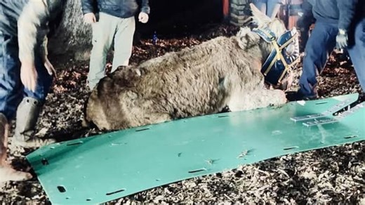 Injured mammoth donkey rescued in north Georgia