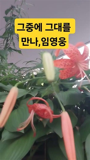 #그중에그대를 만나 # 원곡 이선희 #임영웅 #영웅시대 #미스터트롯진