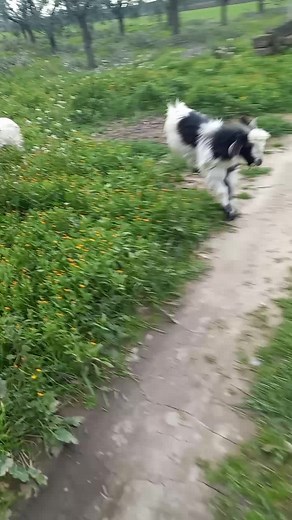 Charming Black and White Goat Running in Nature