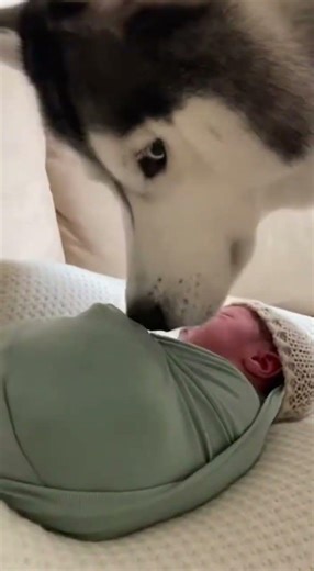 Too Funny To Handle – 100% Certified LOL