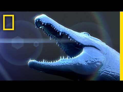 イリエワニの教訓 | ナショジオ