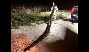 Florida Man's Record-Setting Burmese Python Catch Came With Bite Marks | OutdoorHub