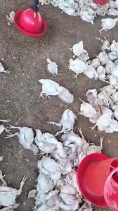 Machinjak leitre yen sire 😭😭 | LK Poultry Farm Manipur