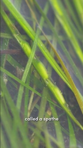 What is a seagrass spathe?